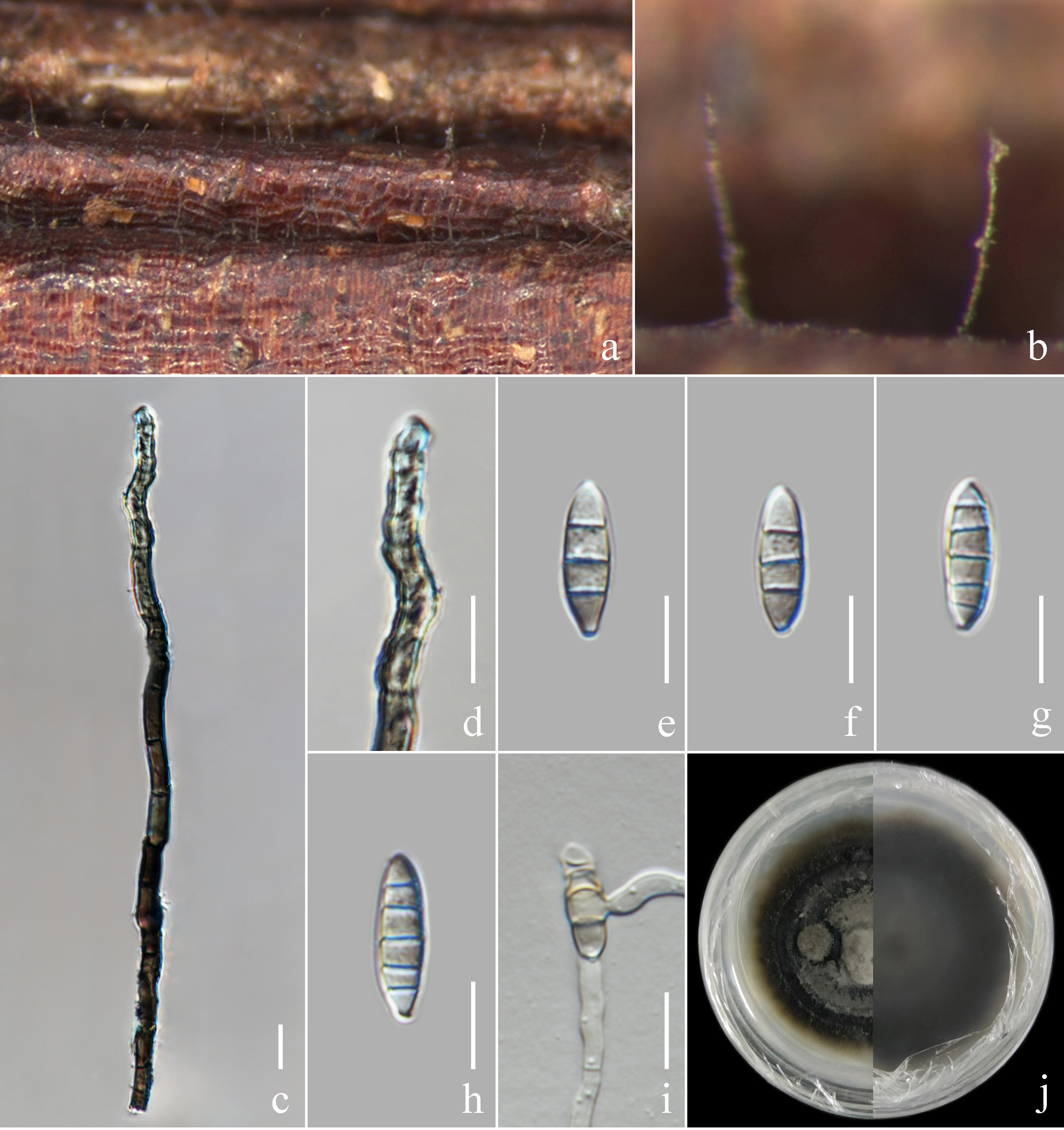 Figure 60